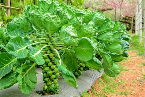How To Plant Grow And Harvest Brussels Sprouts 2023