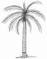 Tree Palmetto Outline Drawing sketch template