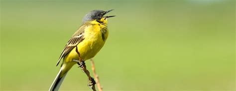 math   songbirds learn  sing constantine alexanders