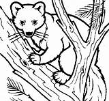 Marten Coloring Pine Tree Coloringcrew Animals sketch template