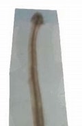 Afbeeldingsresultaten voor "sagitta Pacifica". Grootte: 101 x 185. Bron: www.odb.ntu.edu.tw