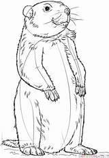 Groundhog Draw Drawing Step Line sketch template