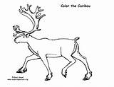 Caribou Coloring Designlooter Exploringnature 06kb 612px sketch template