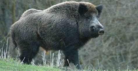 wild boar facts history  information  amazing pictures