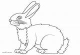 Hare Domestic sketch template