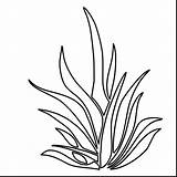 Coloring Plants Pages Grass Seaweed Plant Drawing Sea Coral Printable Outlines Color Pencil Sheet Colouring Kelp Drawings Underwater Kids Sketch sketch template