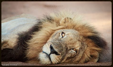 renata ewald wildlife photographer kruger kgalagadi south africa