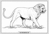 Leones Leon León Joven Rincondibujos Rincon sketch template