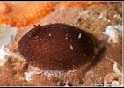 Afbeeldingsresultaten voor "onchidoris Pusilla". Grootte: 141 x 100. Bron: opistobranquis.info