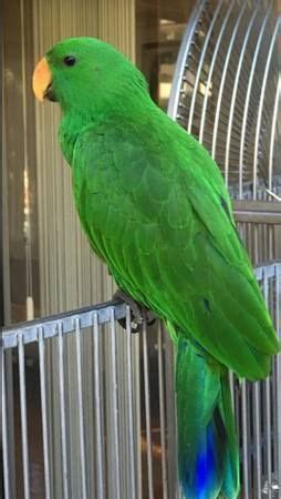lost male eclectus parrot called mars  diamond head hawaii  escaped   home
