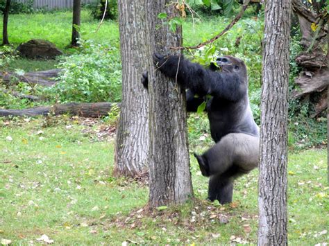 gorilla climbing  tree zoochat