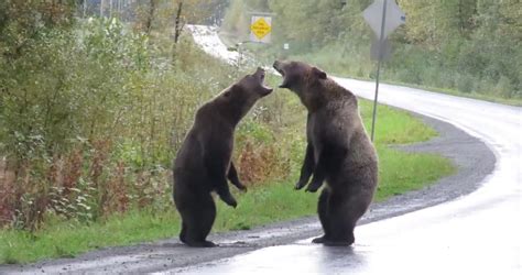bears fighting   highway   videotaped  rare occasions