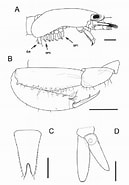 Afbeeldingsresultaten voor "heteromysis Mureseanui". Grootte: 129 x 185. Bron: www.researchgate.net