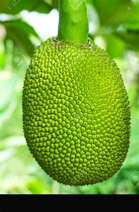 jackfruit  rs kilogram agro products  kailasahar id