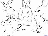 Bunny Rabbit Outline Drawing Sketch Clipart Face Simple Line Easter Pro Clip Cartoon Realistic Drawings Rabbits Peter Template Step Paintingvalley sketch template