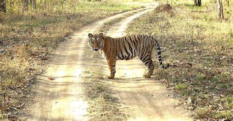 govt confer forest rights  tribals  key tiger habitats