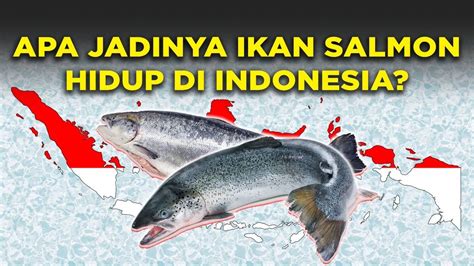 jadinya  ikan salmon hidup  indonesia youtube