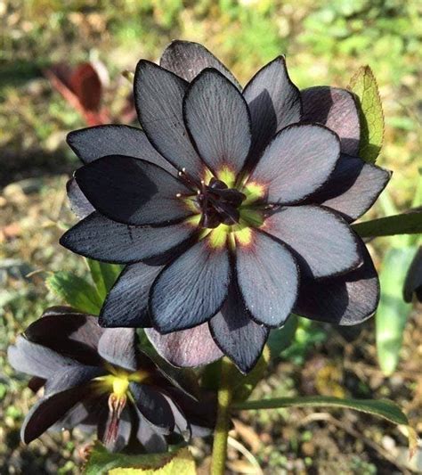 black lotus irl rclassicwow