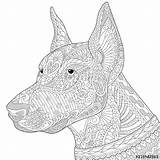 Doberman Coloring Pages Pinscher Dog Zentangle Adult Background Stylized Etsy Stress Animal Pinchers Mandala Para Colorear Printable Mandalas Print Doodle sketch template