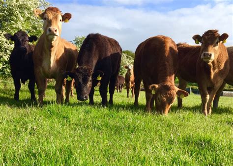 eu beef production expected  increase     european