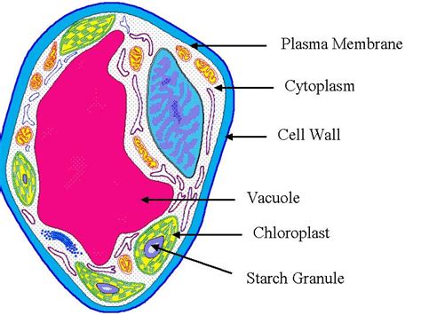 medical pictures info cell wall
