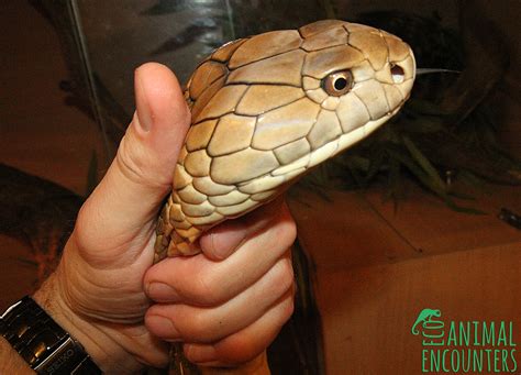 male malaysian king cobra measured eco animal encounters