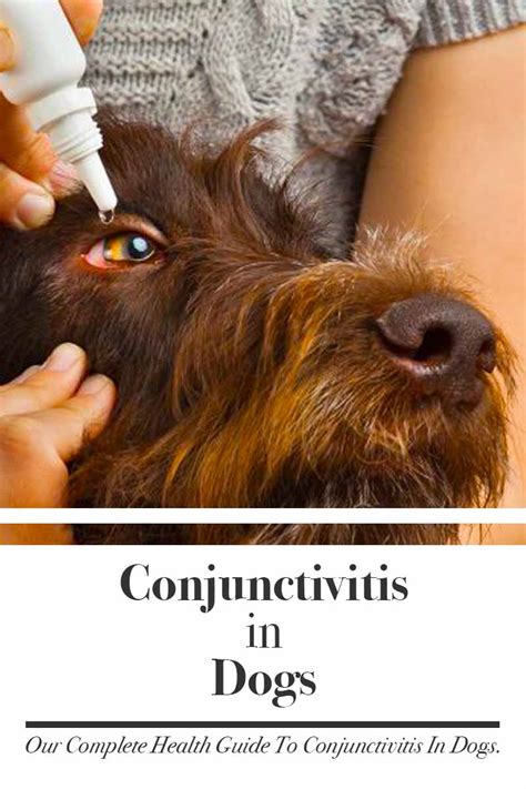 conjunctivitis  dogs symptoms treatment  avoiding catching
