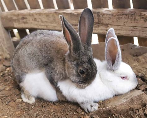 rabbits fall  mating  homesteading hippy