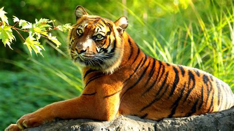tiger cat predator cats fantasy asian oriental