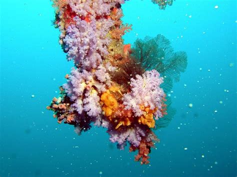 korali ve stresu epochapluscz