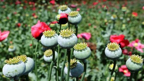 interesting facts  opium ohfact