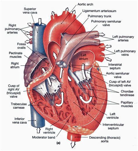 heart anatomy chambers valves and vessels anatomy and physiology