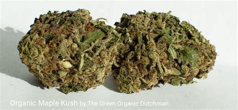 organic maple kush   green organic dutchman puff  magic