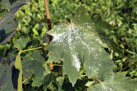 Identifying And Controlling Powdery Mildew On Trees