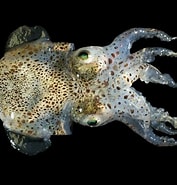 Afbeeldingsresultaten voor "sepiola Atlantica". Grootte: 177 x 185. Bron: www.flickr.com