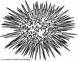 Urchin Sea Coloring Pages Urchins Printable Hubpages Animal Ocean Facts Drawing Designlooter Gemerkt Squidoo Von sketch template