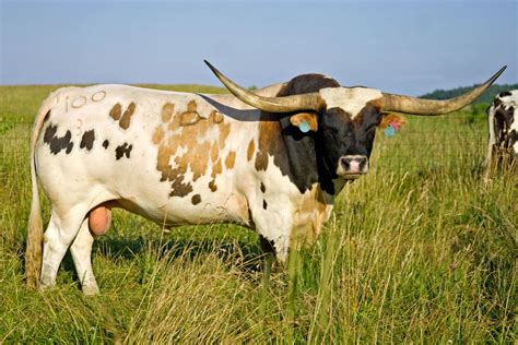 longhorn cattle cattle longhorn