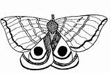 Moth Coloring Pages Io Color Illustration 346px 09kb Printable Template Discover sketch template