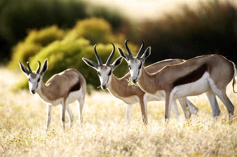 africa exclusive  twitter  beautiful trio  springbok  south