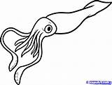 Squid Drawing Coloring Giant Pages sketch template
