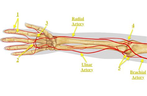 ulnar artery laceration hand surgery source
