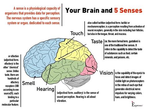 brain   senses