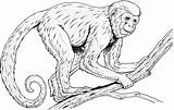 Monkeys Macaco Colorir Howler Guenon Coloringfolder Designlooter sketch template
