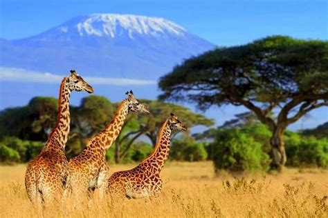 safari  south africa   african wildest corners