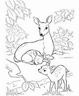 Deer Coloring Pages Baby Family Colouring Mule Kids Drawing Forest Rocky Printable Animal Mother Balboa Sheets Print Two Patterns Whitetail sketch template