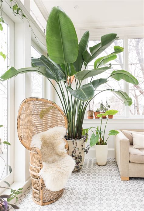 large indoor plants  houseplants apartment therapy