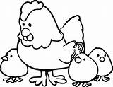 Hen Gallina Ayam Chioccia Chicks Getdrawings Pulcino Galline Chick Uova Rooster Mewarnai Gothel Bebé Kartun Clipartmag Dibujosonline sketch template