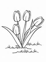 Tulip Coloring Pages Print Tulips Flower Printable Colouring sketch template
