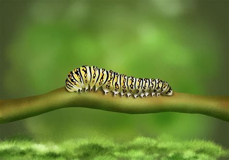 digital painting   caterpillar illustration