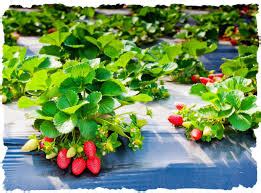 aardbeien planten kopen  volle grond  pot